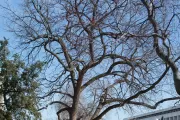 The Arbor Day Founder tree on U.S. Capitol Grounds in winter.