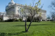 The Wangari Maathai tree on U.S. Capitol Grounds in spring.