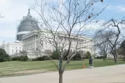 The Wangari Maathai tree on U.S. Capitol Grounds in winter.