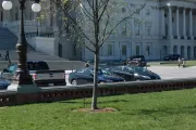 The End of Watch Tree in spring.