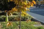 Representative Jack Murtha Tree in fall.