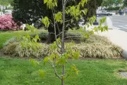 Representative Jack Murtha Tree in spring.