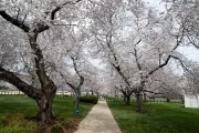 Cherry blossom trees in the Senate Park area of the U.S. Capitol grounds.