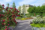 The Rose Garden with the Botanic Garden Conservatory in the background.