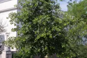 The September 11 Anniversary Tree in summer.