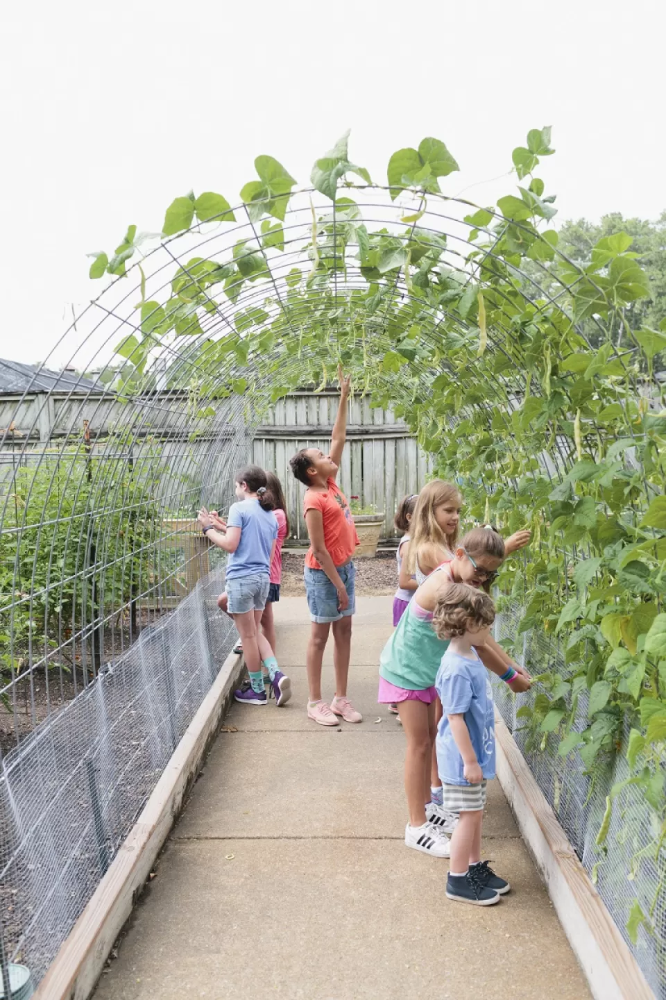 Children pick beans in the Bruno Vegetable Garden at Birmingham Botanical Gardens in Alabama.