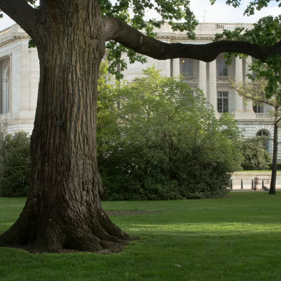 A tree on the U.S. Capitol campus.