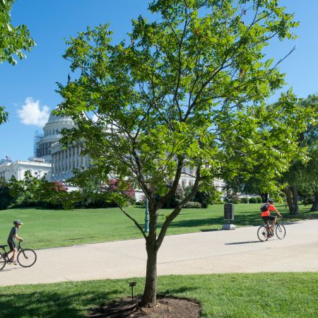 The Wangari Maathai tree on U.S. Capitol Grounds in summer.
