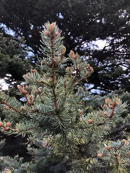 Detail of a tree in the Carson National Forest in New Mexico.