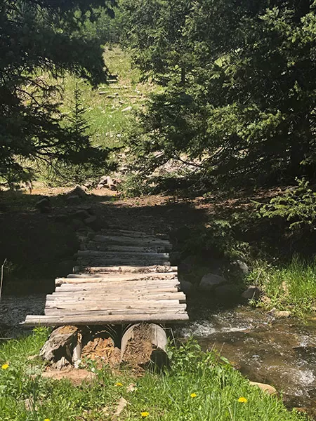 View of walking through part of the Carson National Forest in New Mexico.