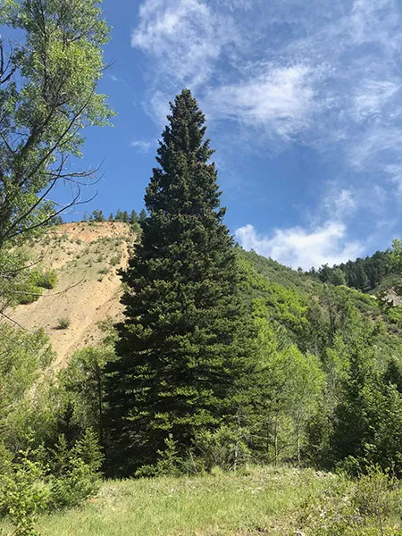 The 2019 U.S. Capitol Christmas Tree in the Carson National Forest of New Mexico.