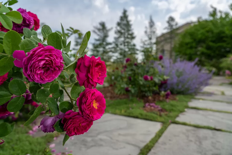 Rose Garden at the U.S. Botanic Garden.