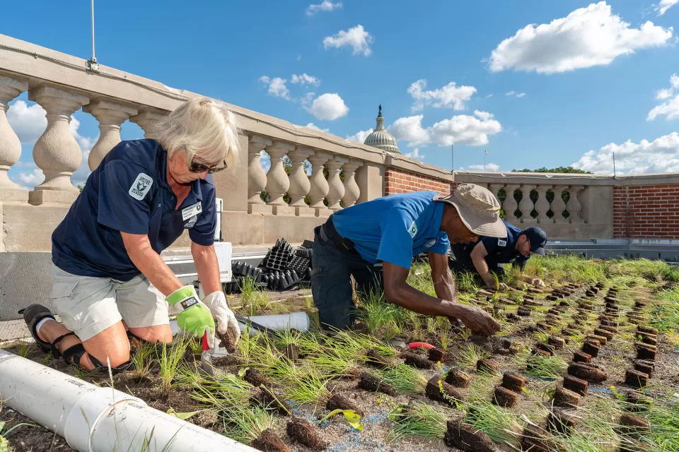 AOC employees plant the new green roof at the U.S. Botanic Garden - October 2019.