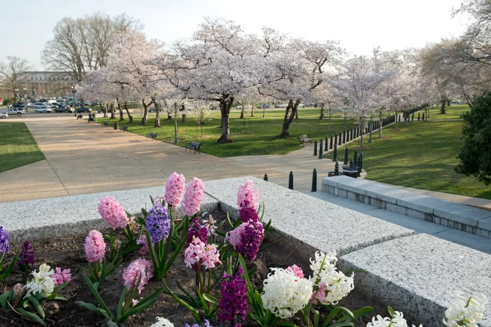 Cherry blossoms in Senate Parks in Washington, D.C.