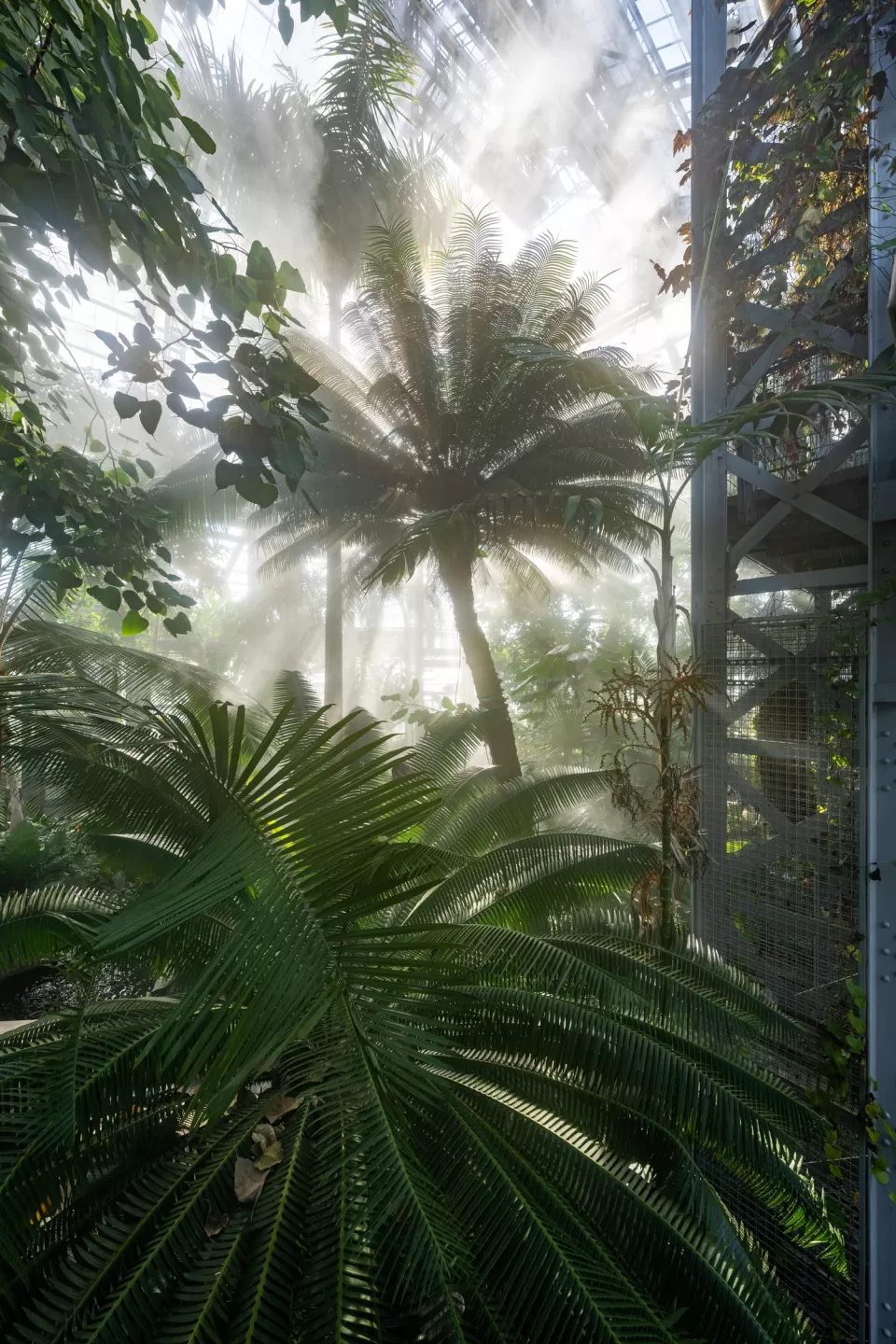 The plants of the USBG Tropics house benefit from increased humidity generated by a newly installed fogger system.