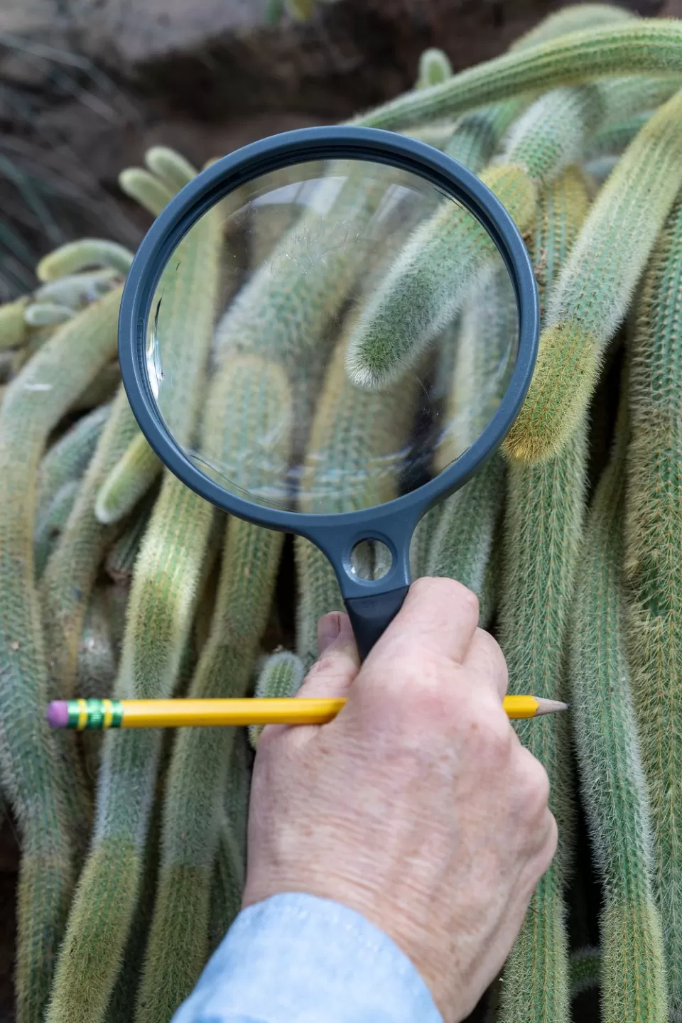 Coykendall and the Education team drew from the USBG plant collection to create virtual field trips for students.