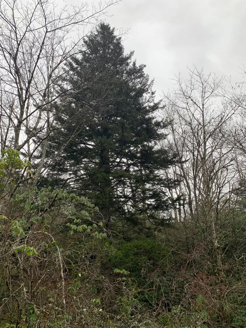 A single tree in the forest.