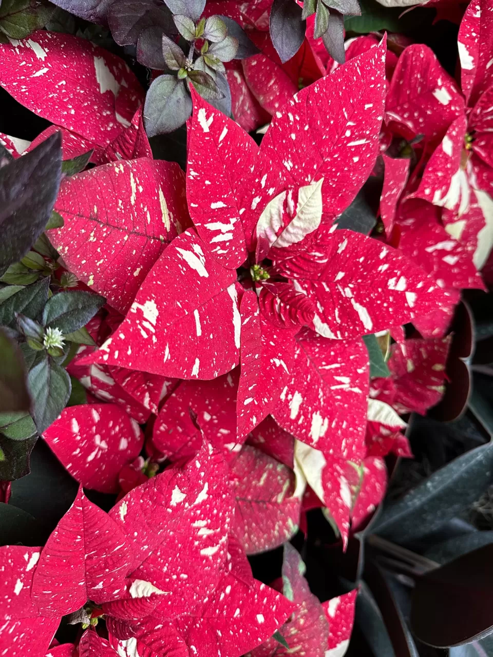 Superba New Glitter poinsettia at the United States Botanic Garden.