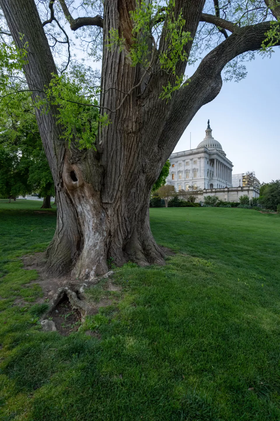 Tree with the U.S. Capitol in the distance.