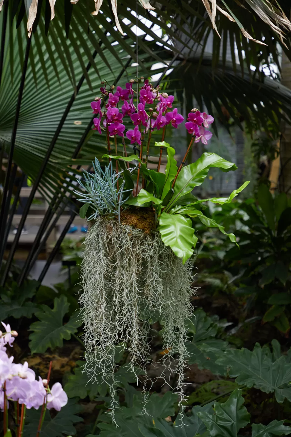 Plant.
