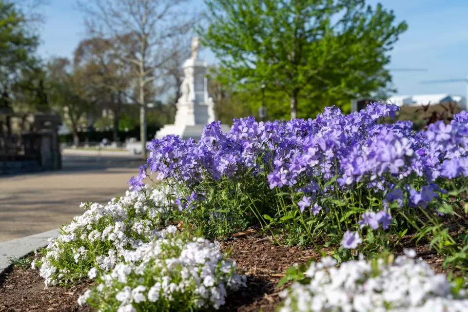 Picture containing a tree, plants and flowers.