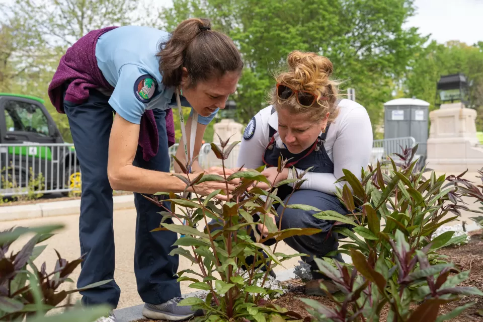 Two people crouching by a plant.