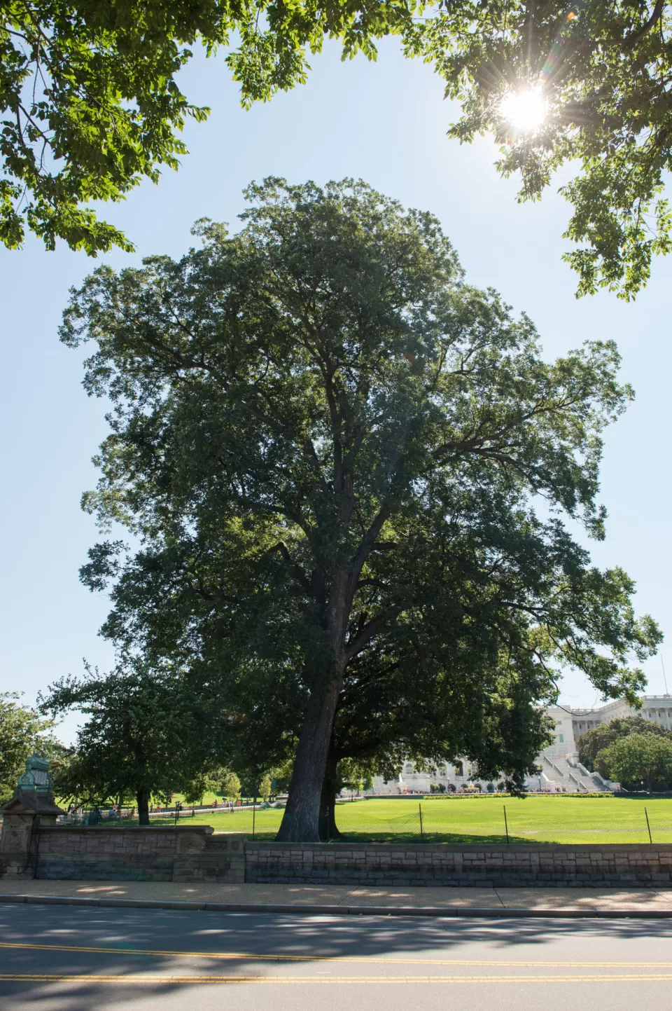 Tree in the sun.