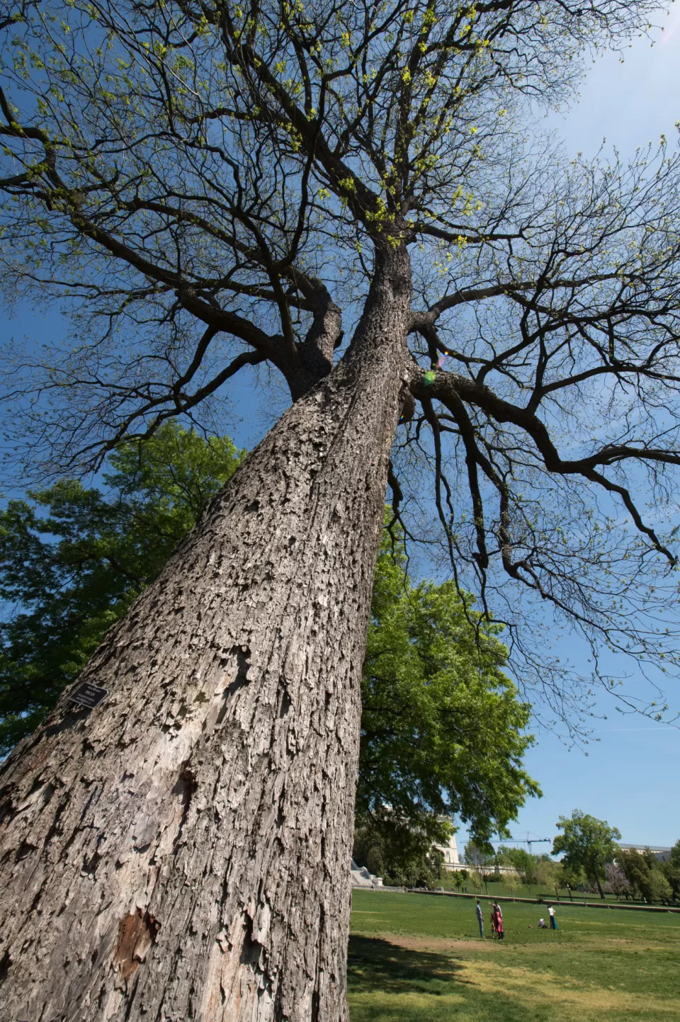 Looking up a tree trunk.