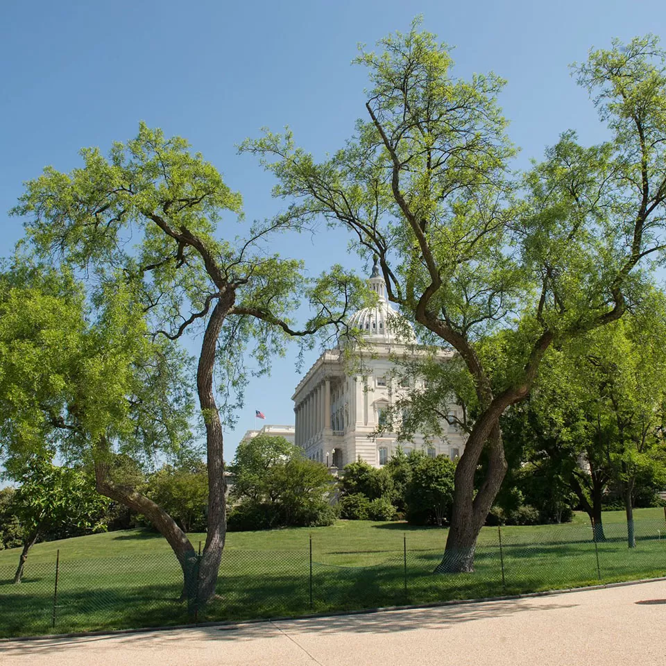 Trees on the U.S. Capitol campus.