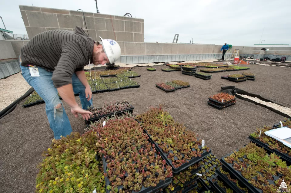 The Dirksen Building green roof contains four different sedum mixes that provide yellow and white flowering areas, and bluish-grey and red foliage areas.