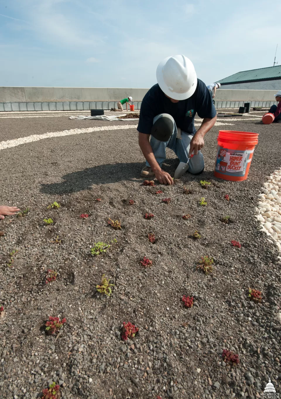 Workers on the Dirksen Building roof plant various types of sedums, a drought-resistant plant that stays green year-round. It has a shallow root system that allows it to grow in only four inches of soil.
