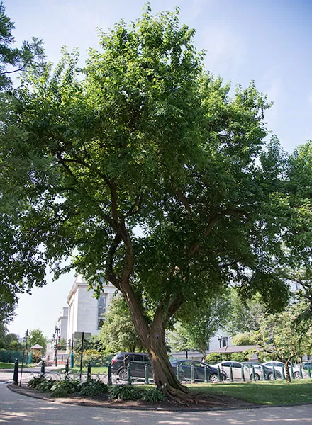 An Osage orange tree on the U.S. Capitol Grounds during the summer.