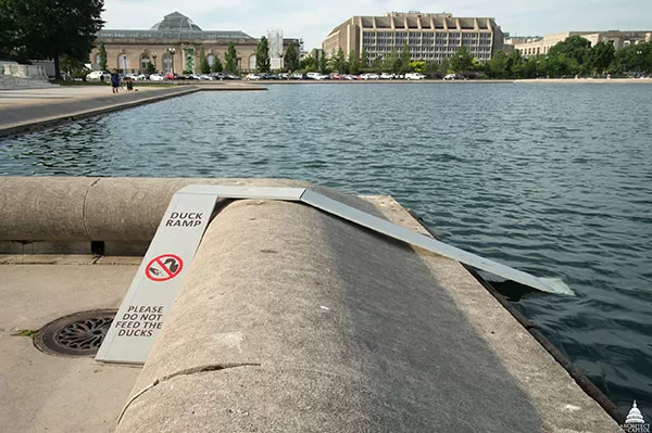 A duck ramp at the Capitol Reflecting Pool.