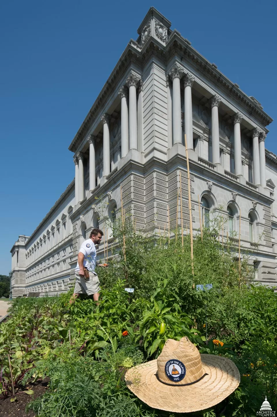 Rob Gimpel checks on War Garden tomato vines at the southeast corner of the Jefferson Building.