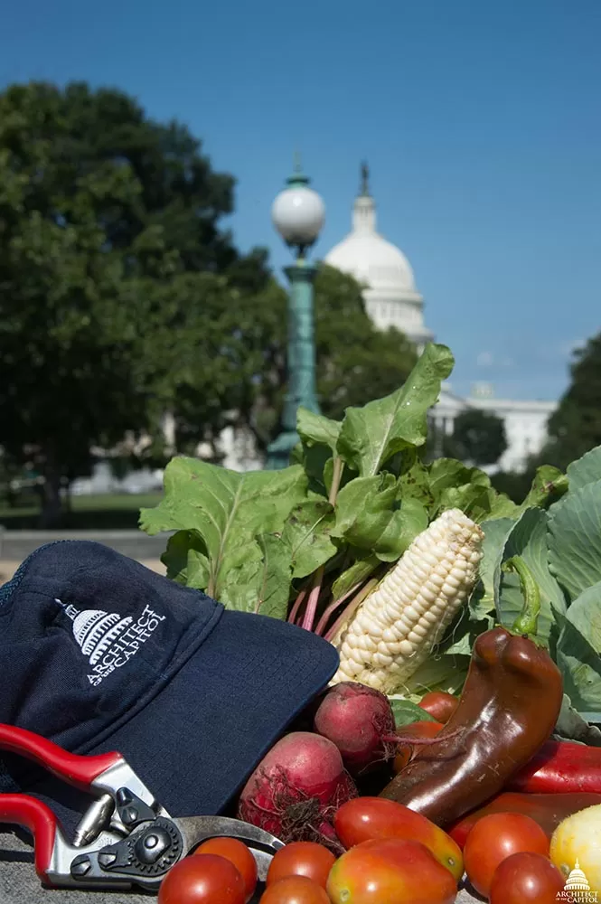 Donation of food from AOC's War Gardens to DC Central Kitchen.
