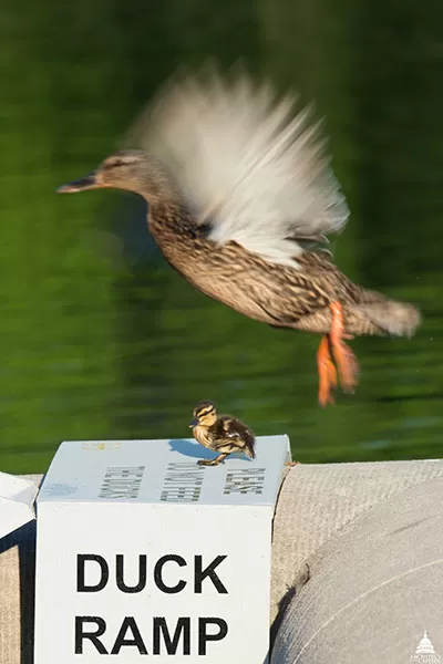 A duckling is spotted using the Capitol Reflecting Pool duck ramp with a duck overhead.