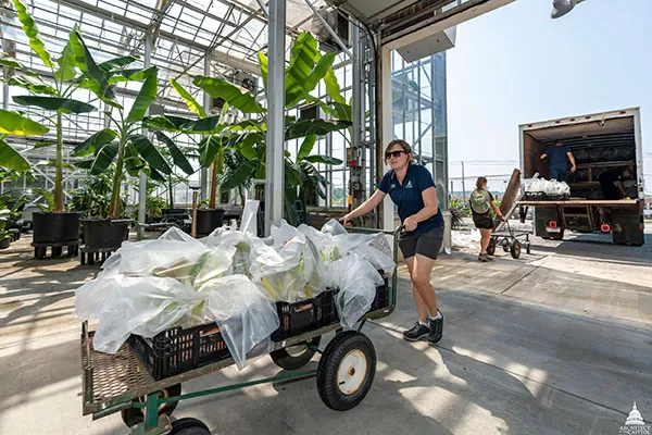 USBG gardener Paula Waltz hauls a cartload of orchids into the Production Facility, each individually wrapped to prevent possible disease transmission.