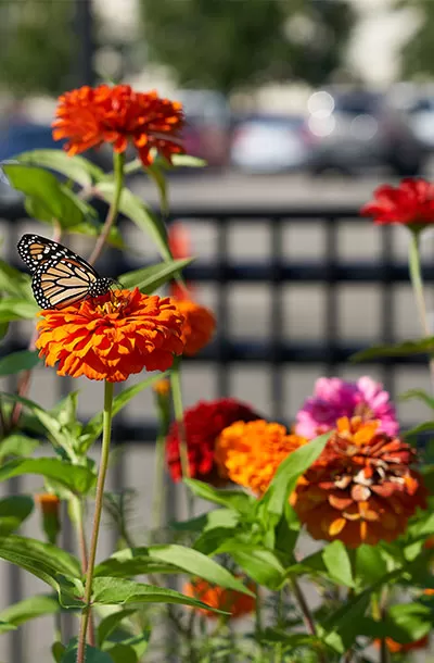 A butterfly on one of the flowers in the pollinator garden near Capitol South Metro station.
