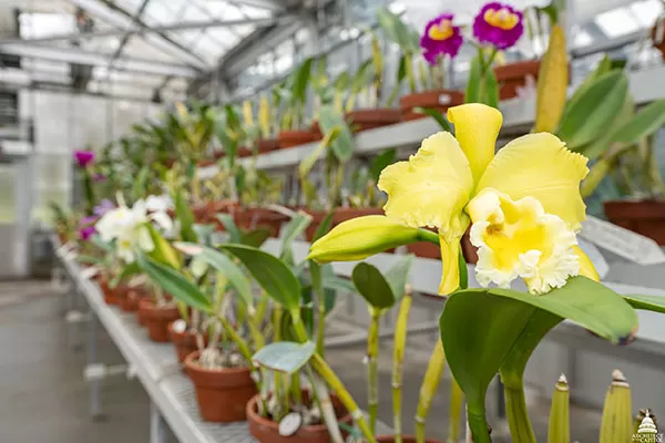The butter yellow flowers of Rhyncattleanthe Abbeville 'Golden Promise' represent the more modern breeding among the Francis collection.
