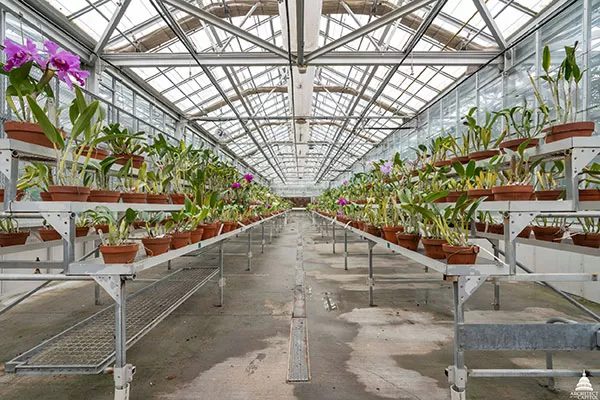 The many donated orchids blooming at the U.S. Botanic Garden.