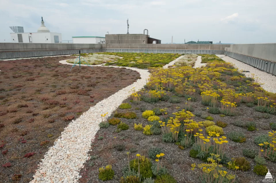 The Dirksen Building green roof thriving.