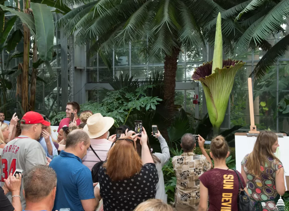 Crowds came from miles around to see this famous plant.
