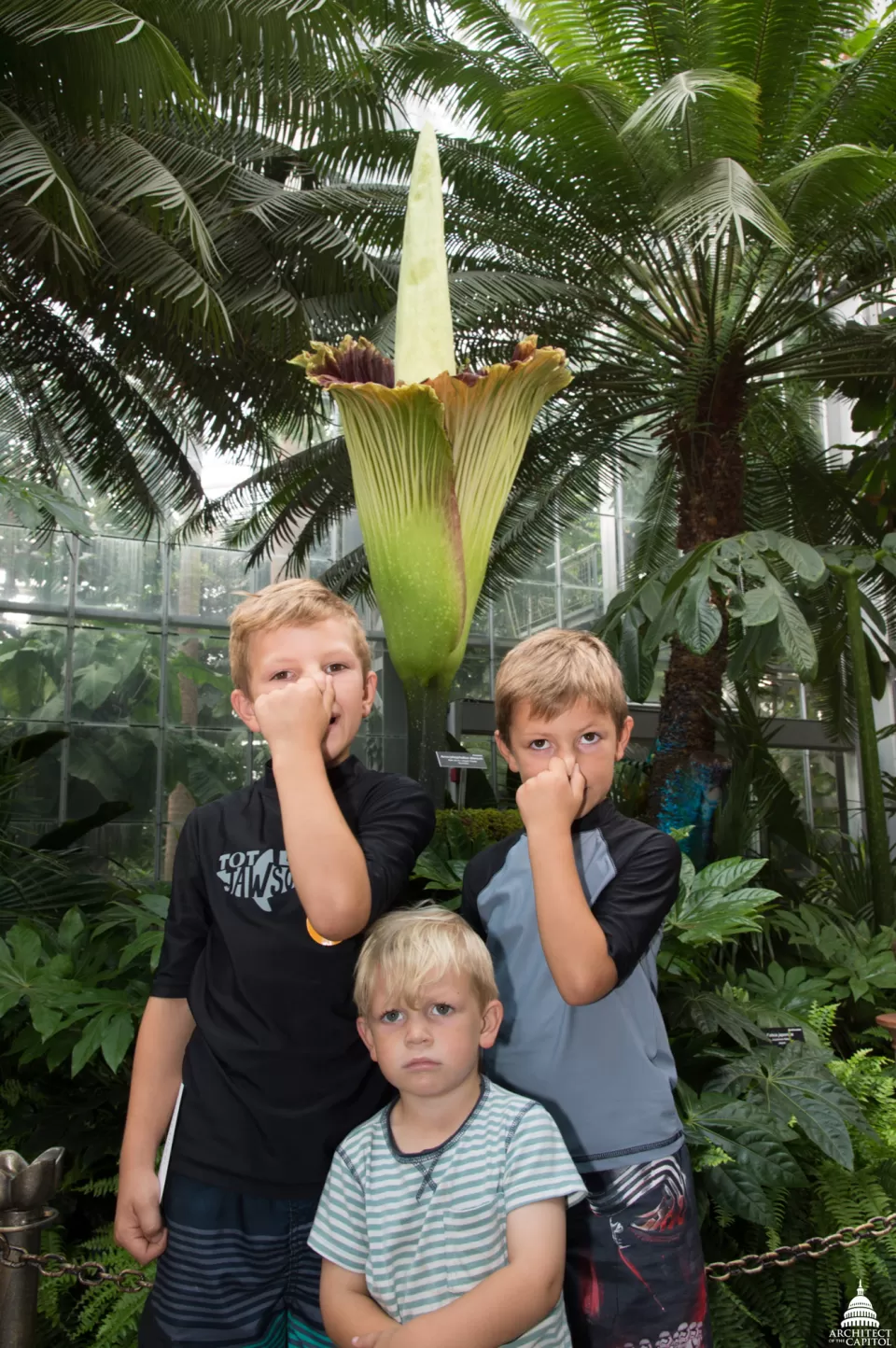 Crowds came from miles around to smell this famous stinky plant.