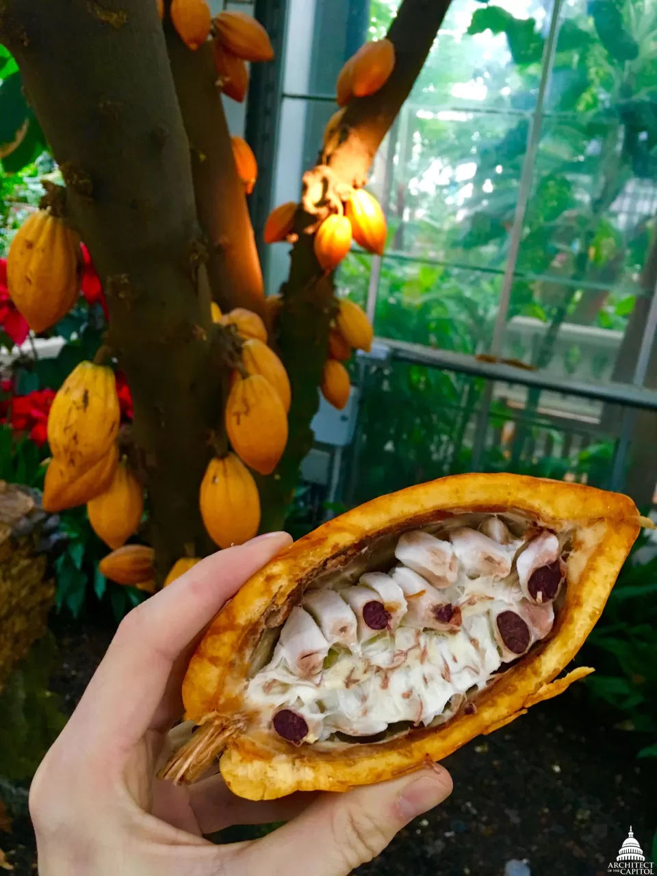 The U.S. Botanic Garden's Theobroma cacao "chococlate" tree.
