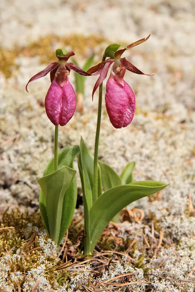 Moccasin flowers with deep pouches.