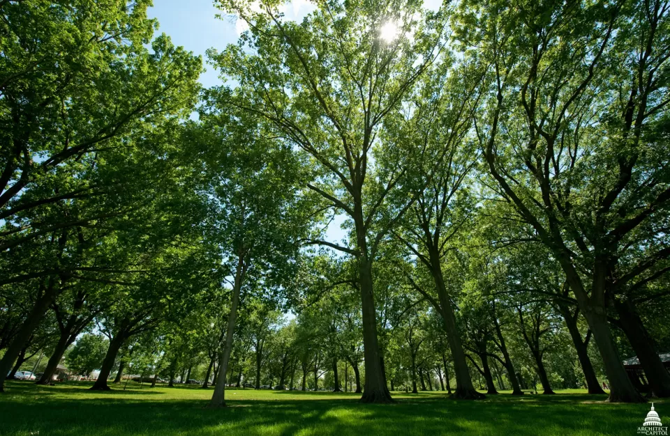 On the 274-acre U.S. Capitol Grounds, there are more than 4,300 trees cared for by the Capitol Grounds team.