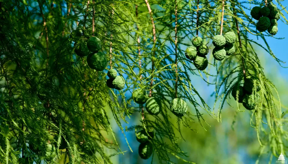 The Osage Orange trees on campus pose a safety concern with their heavy, hard oranges. As a result, Capitol Grounds carefully prunes them each year.