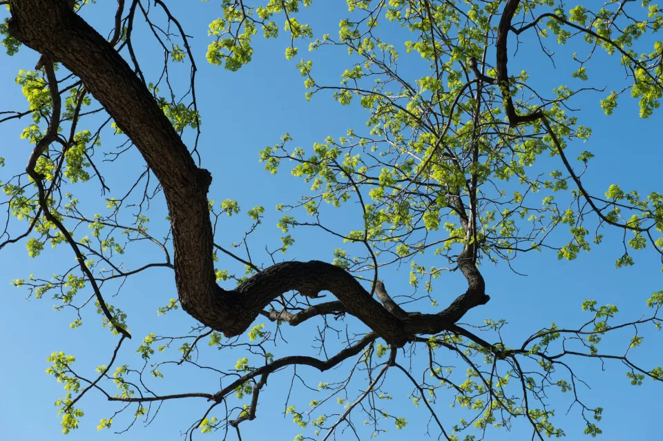 Eastern black walnut tree branch.