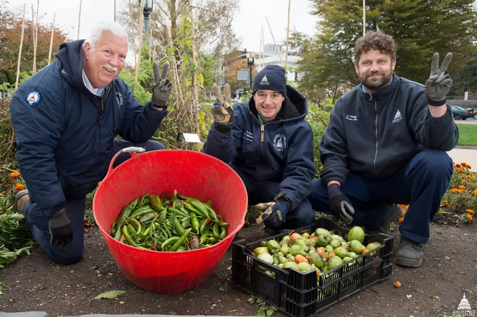 The final harvest in the 2017 War Gardens.