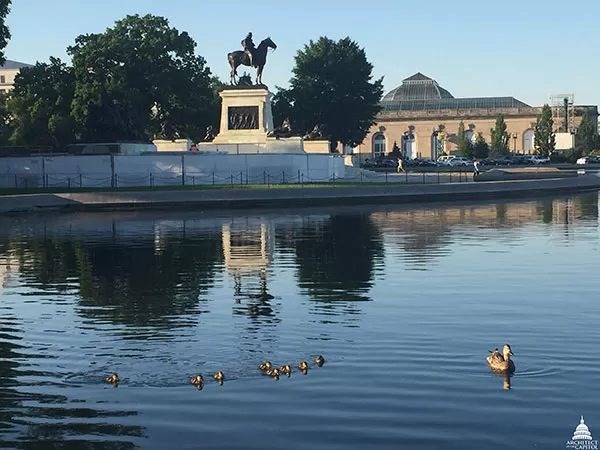 Ducklings on the water of the Capitol Reflecting Pool with the Grant Memorial seen in the background.
